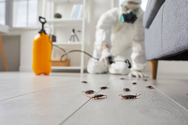 Commercial Rodent Management in Saranap